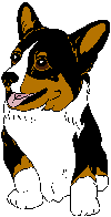 Pembroke Puppy